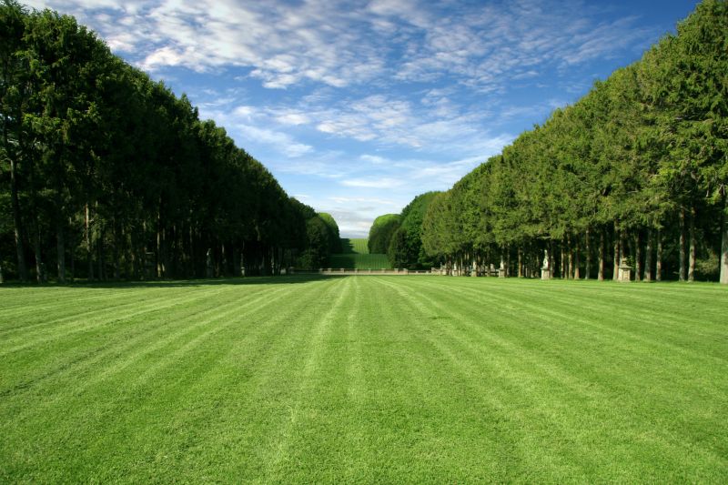 Fescue Lawn Installation Service