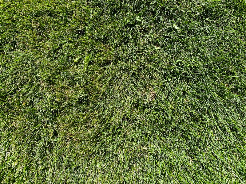 Fescue Lawn Installation