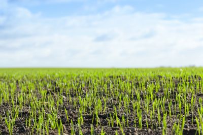 Fescue Lawn in Spring