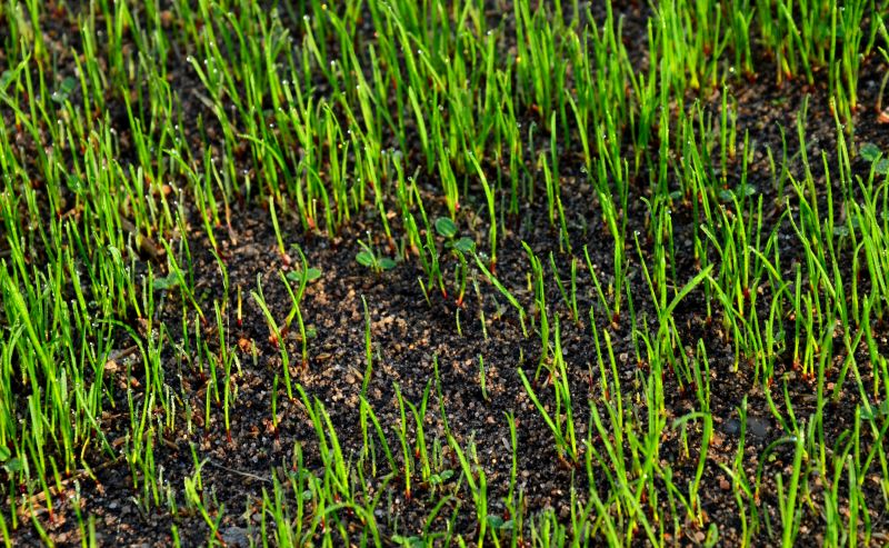 Healthy Fescue Roots