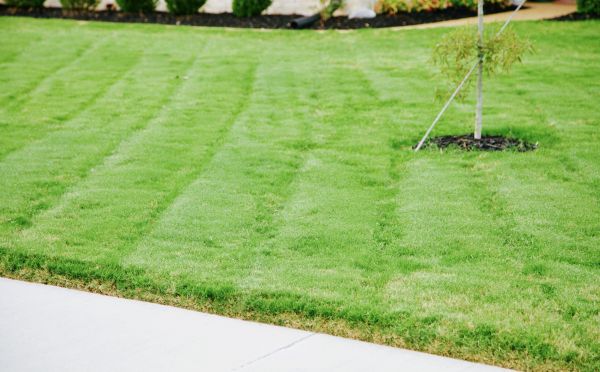 Bluegrass Lawn Installation