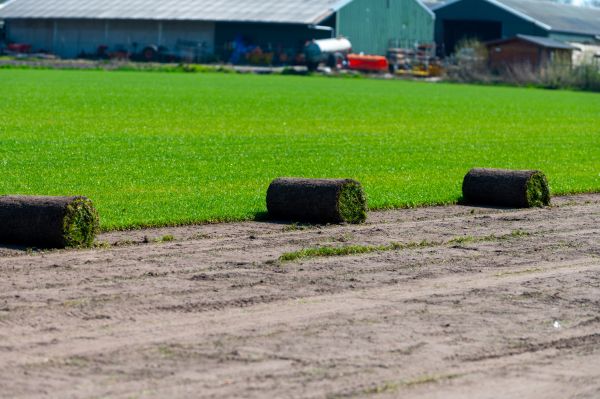 Ryegrass Sod Laying