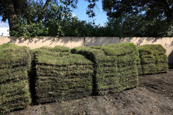 St Augustine Sod Replacement